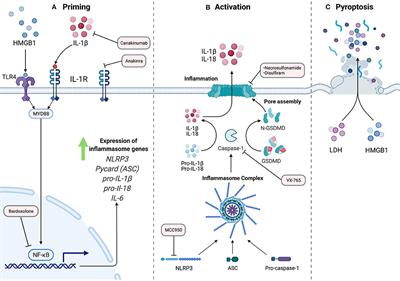 Inflammasome Activation in Pulmonary Arterial Hypertension